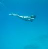 ragazza che nuota sott'acqua