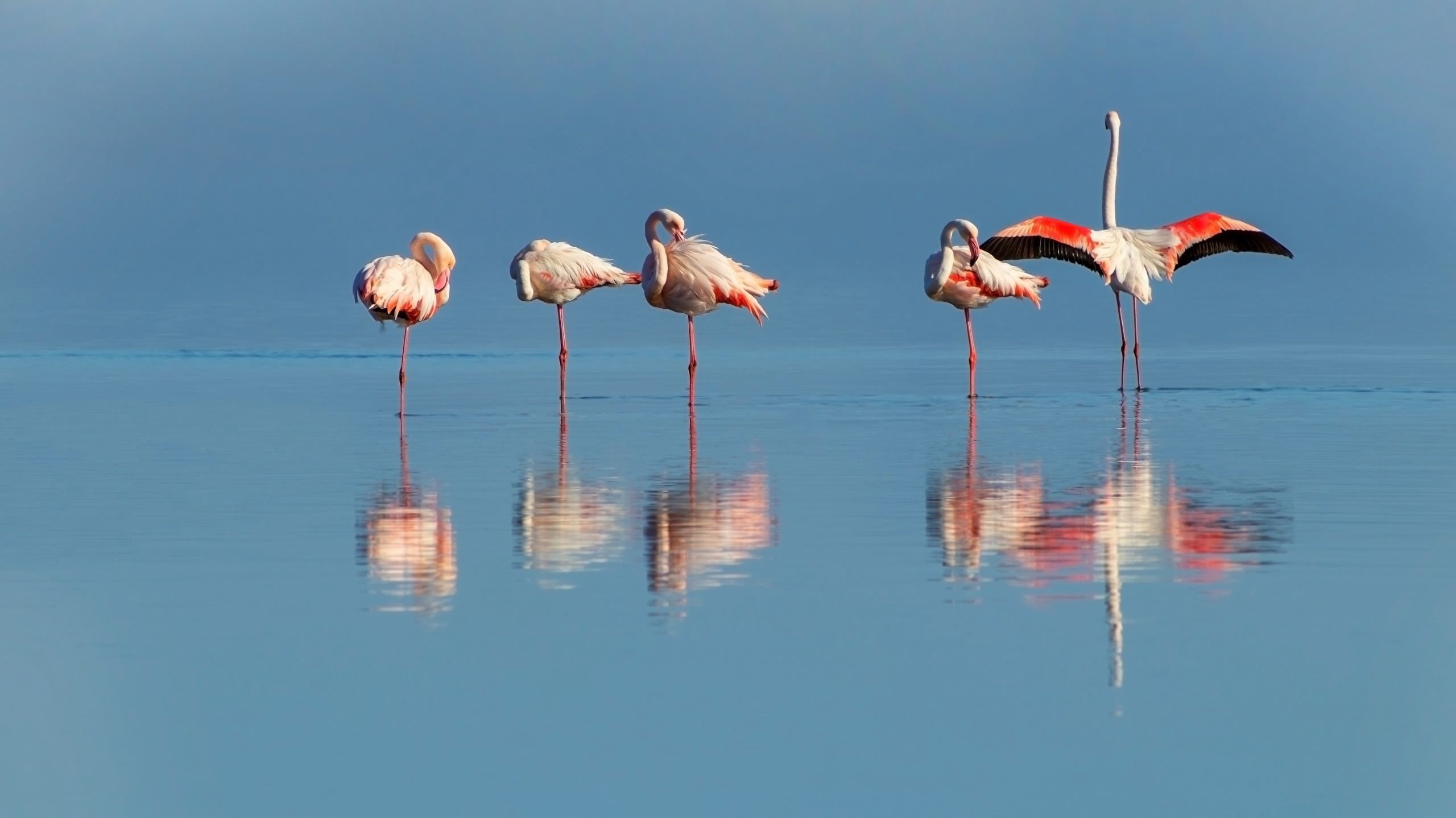 Fenicotteri rosa alla laguna Nord