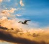 Uccello in volo